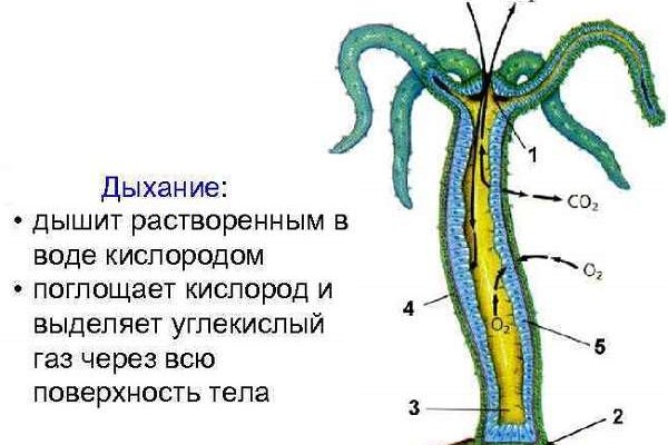 Не могу зайти на сайт кракен